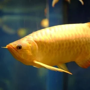 24K Golden Head / Cross Back Arowana