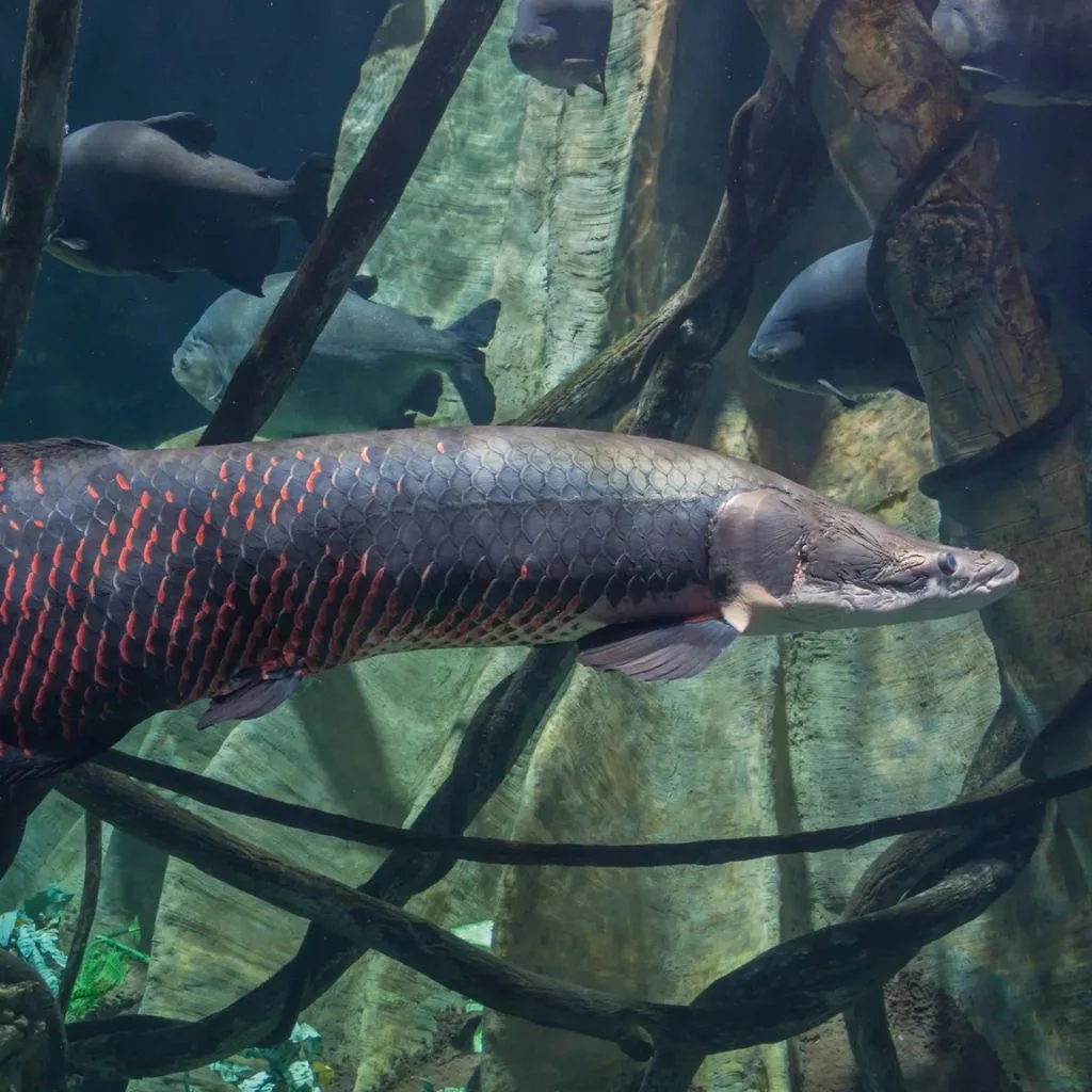 ARAPAIMA 7.5″