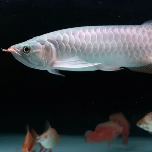 Budget-Friendly Silver Arowana