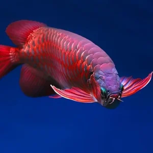 Super Red Arowana