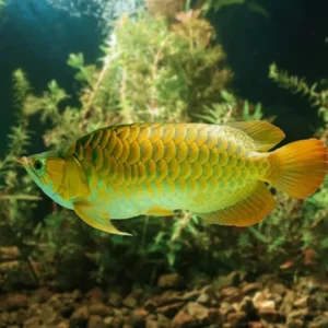 Green Arowana
