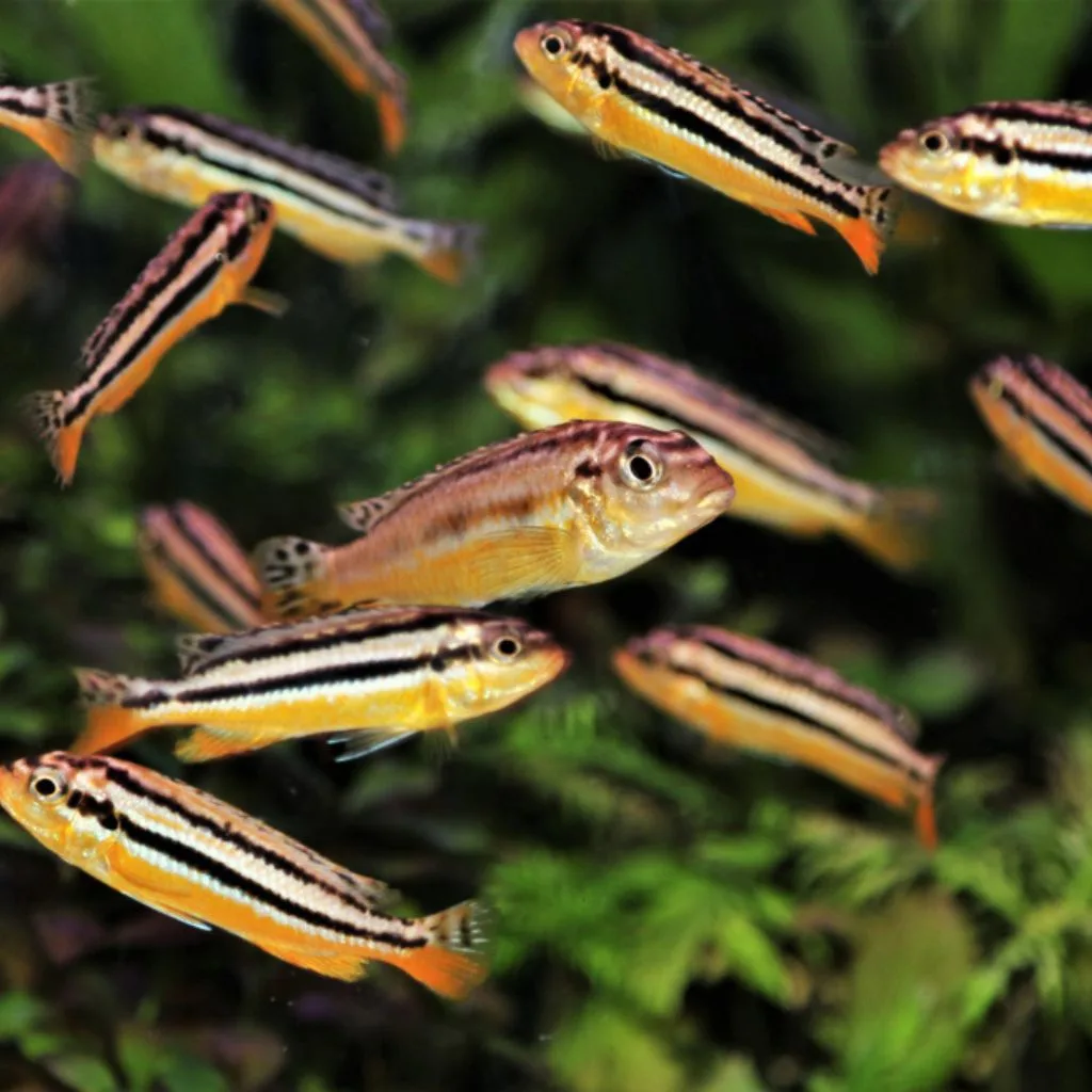 Yellow Aratus (Golden Mbum)