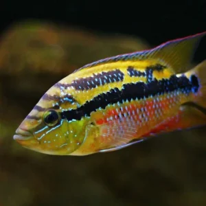 Salvini Cichlid