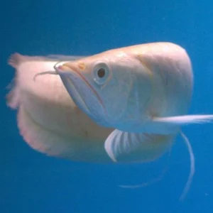 Platinum Arowana