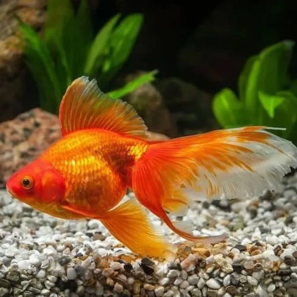 Orange Aratus