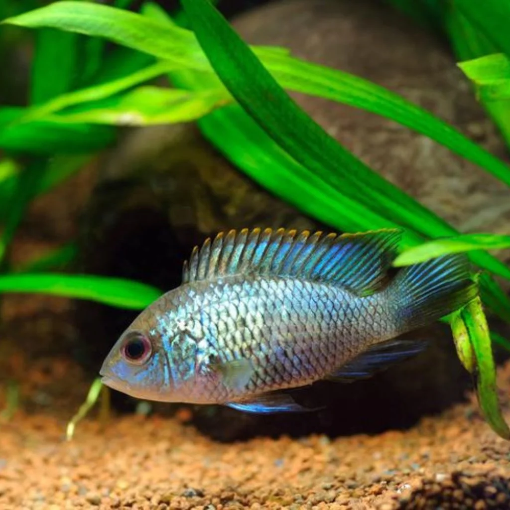 Ice Blue Cichlid