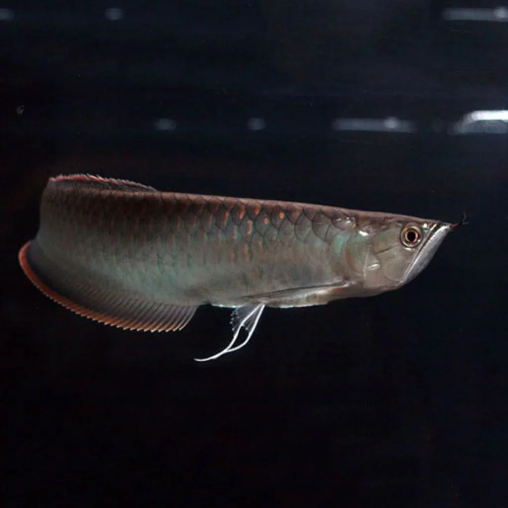 Budget-Friendly Black Arowana