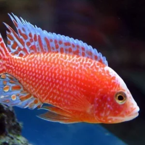 Strawberry Cichlid