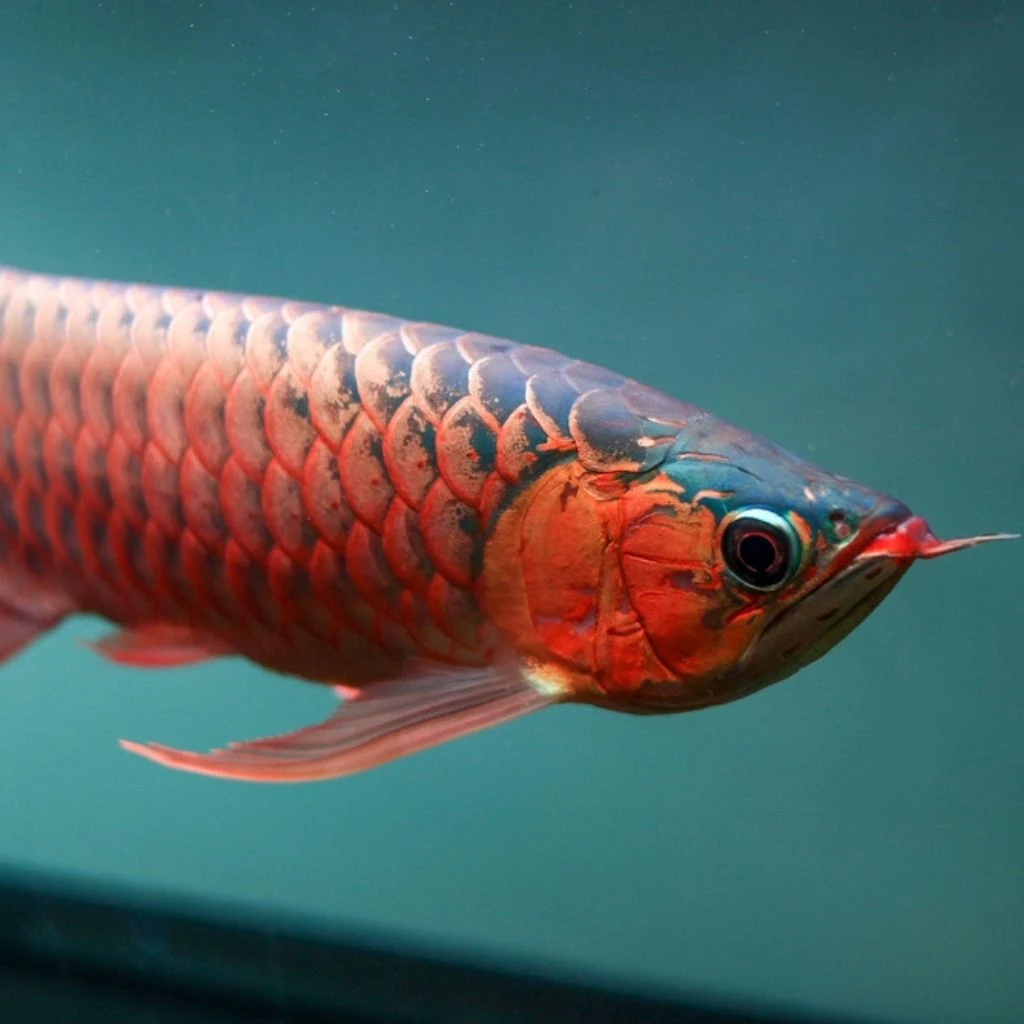 Red Tail Golden (RTG) Arowana