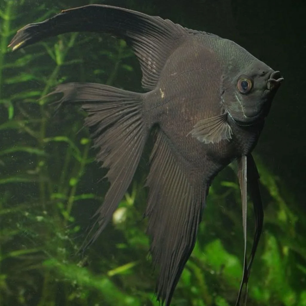 Jet Black Angel Fish