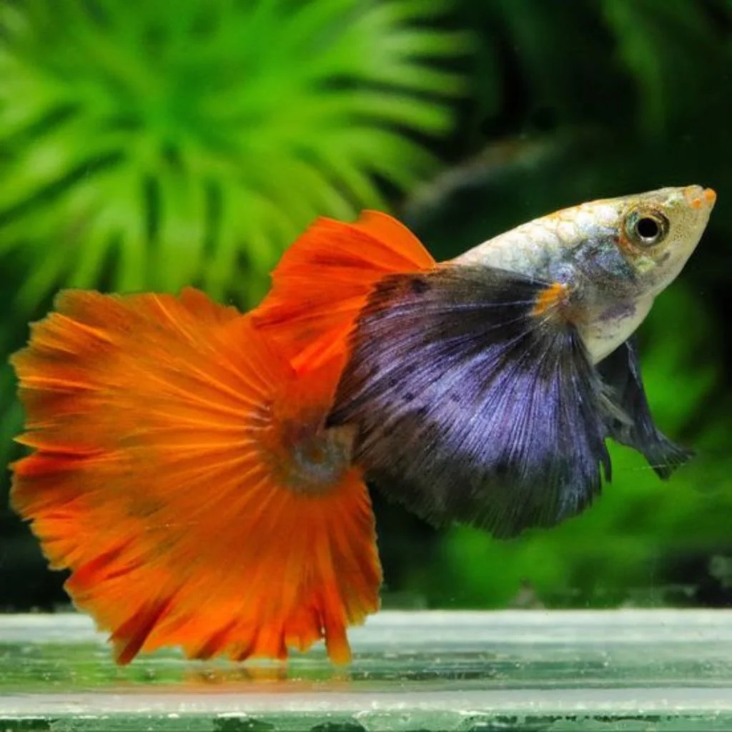 Platinum Dumbo Ear Guppy