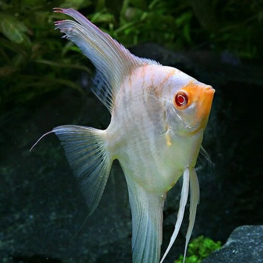 Albino Manacapuru Angel