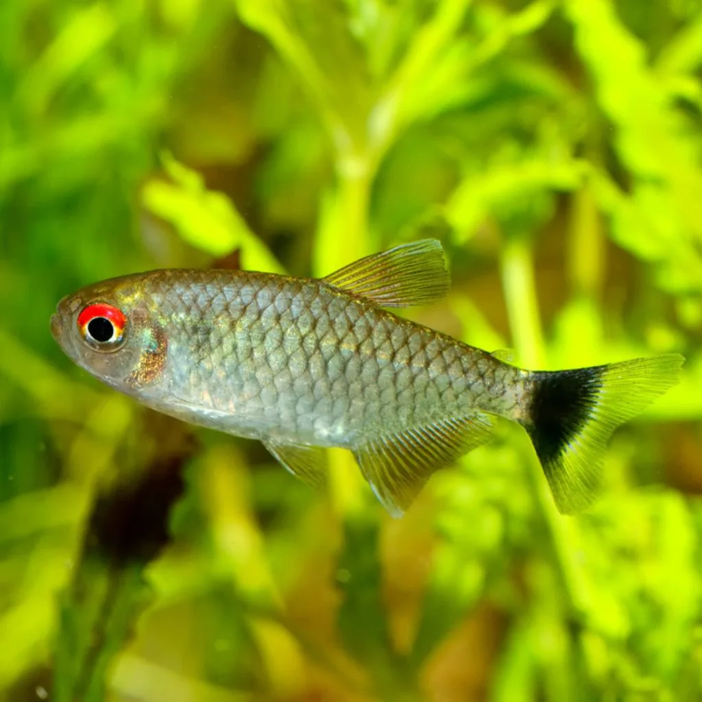 Red Eye Tetra