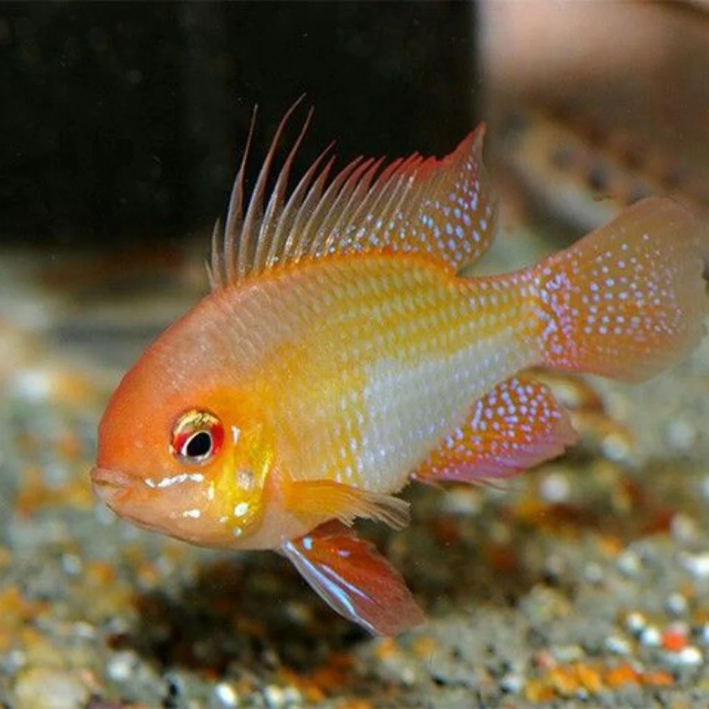 Golden Ram
