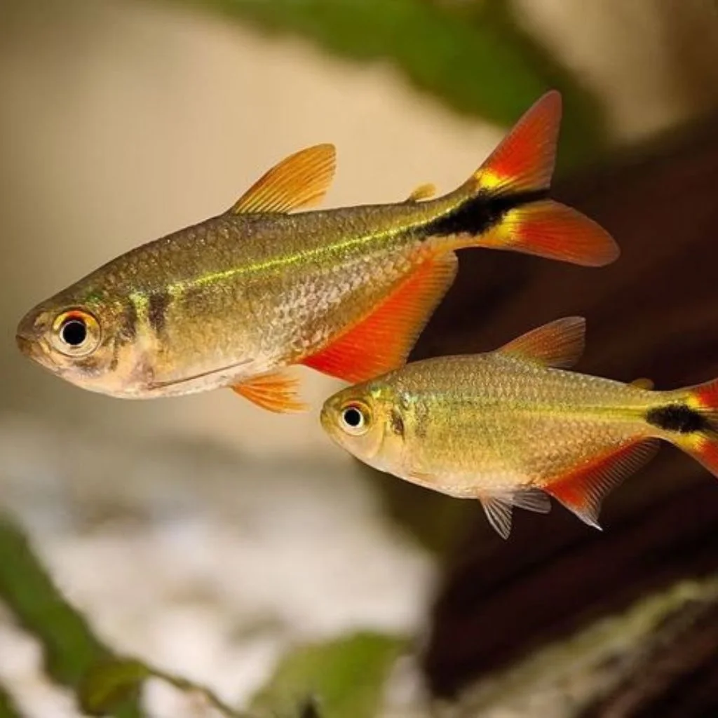 Buenos Aires Tetra