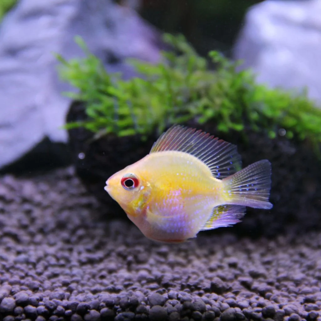 Golden Short Body