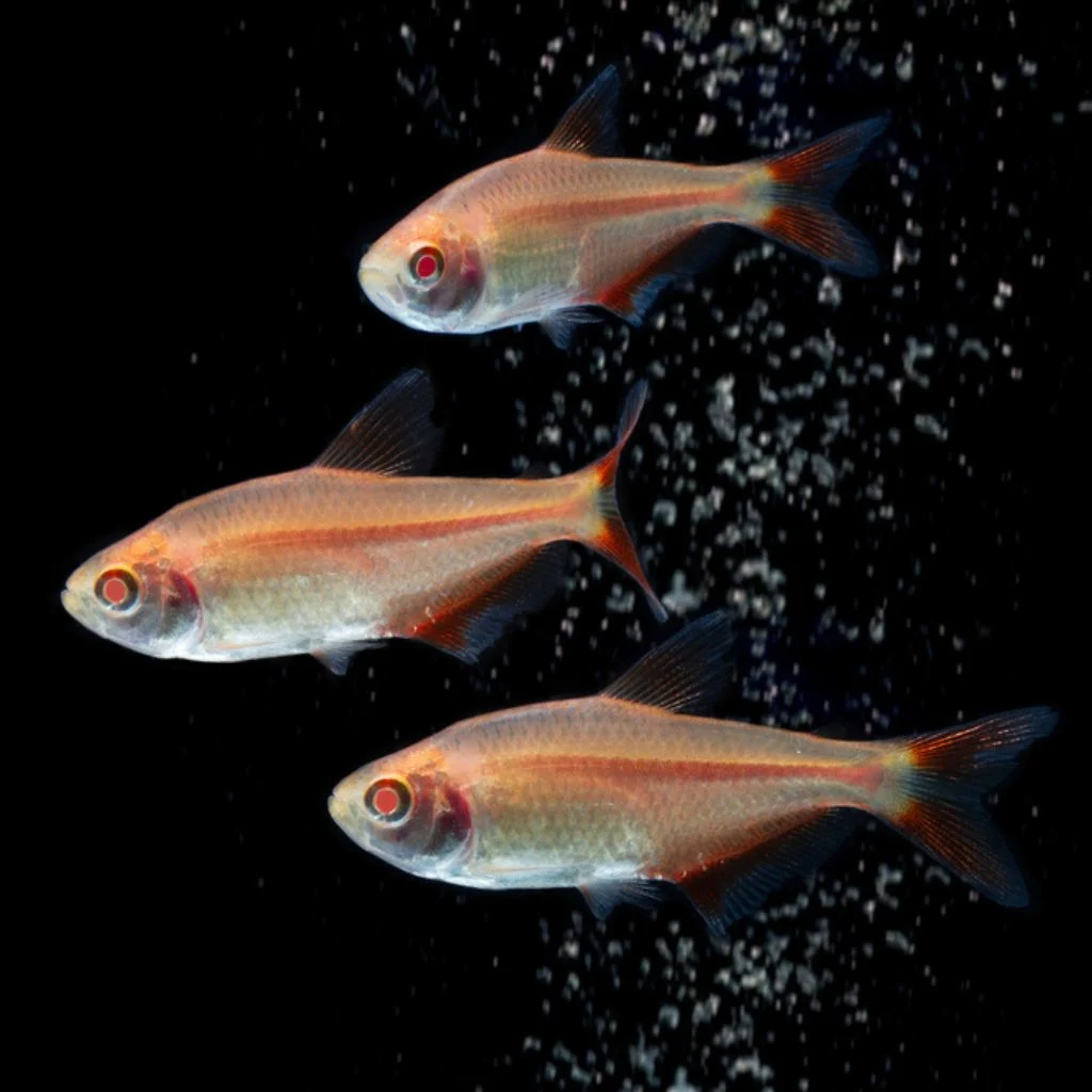 Albino Buenos Aires Tetra