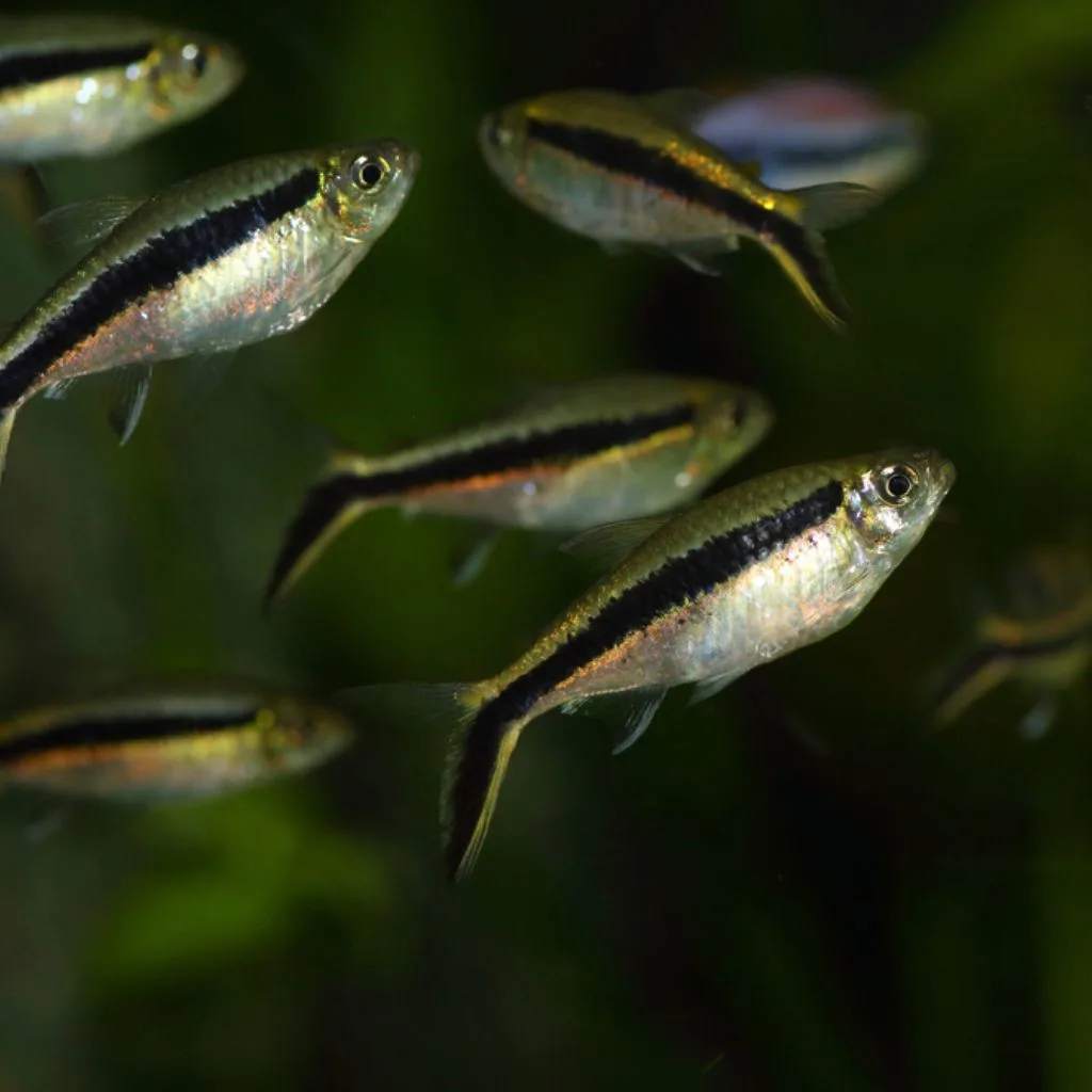 Hockey Tetra