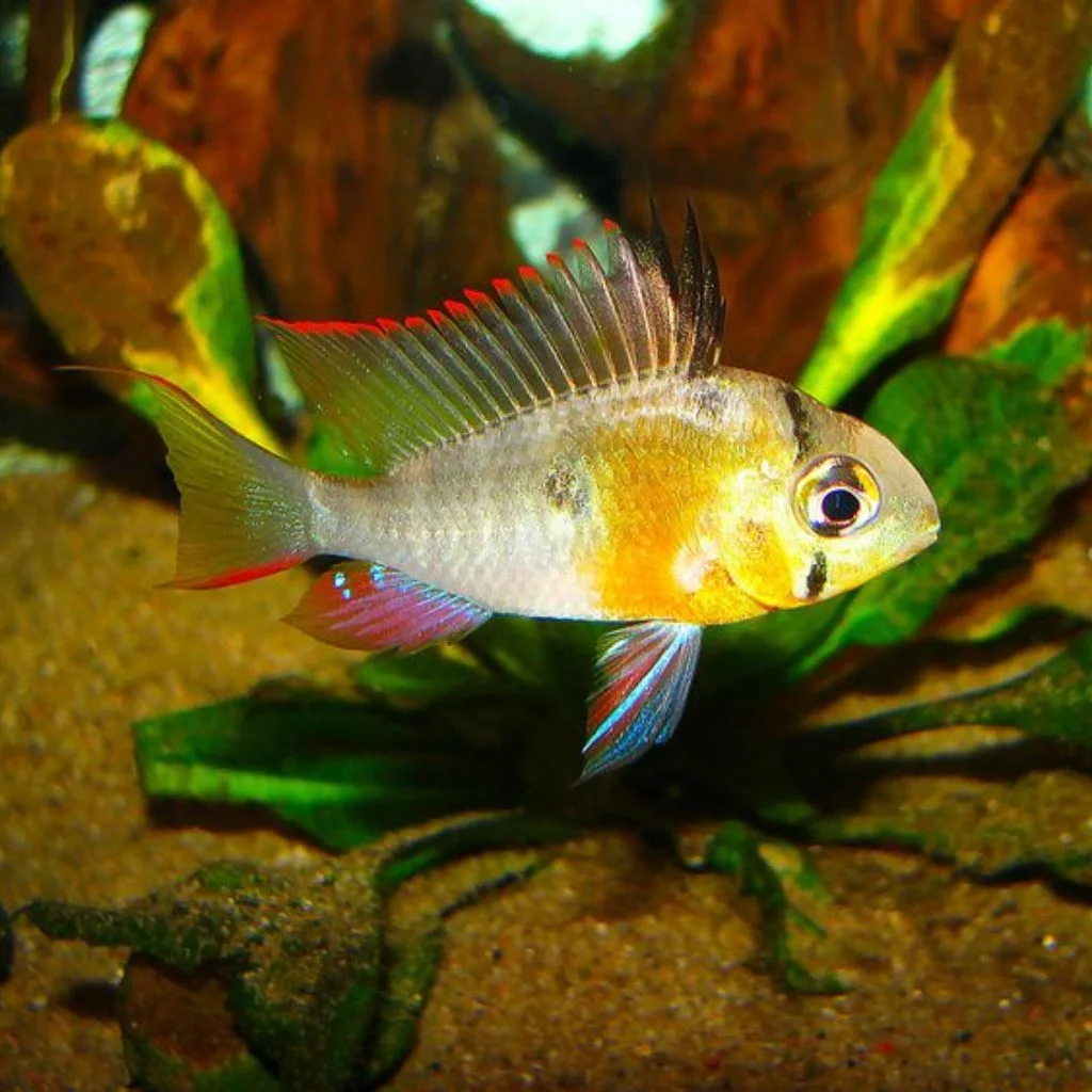 Bolivian Ram