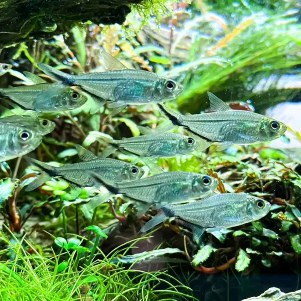 Costae Tetra fish