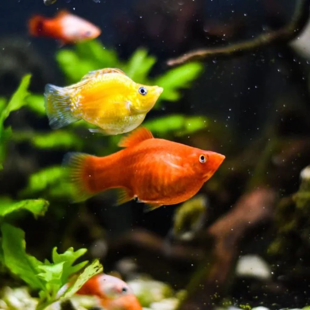 Balloon Molly (Different Types)