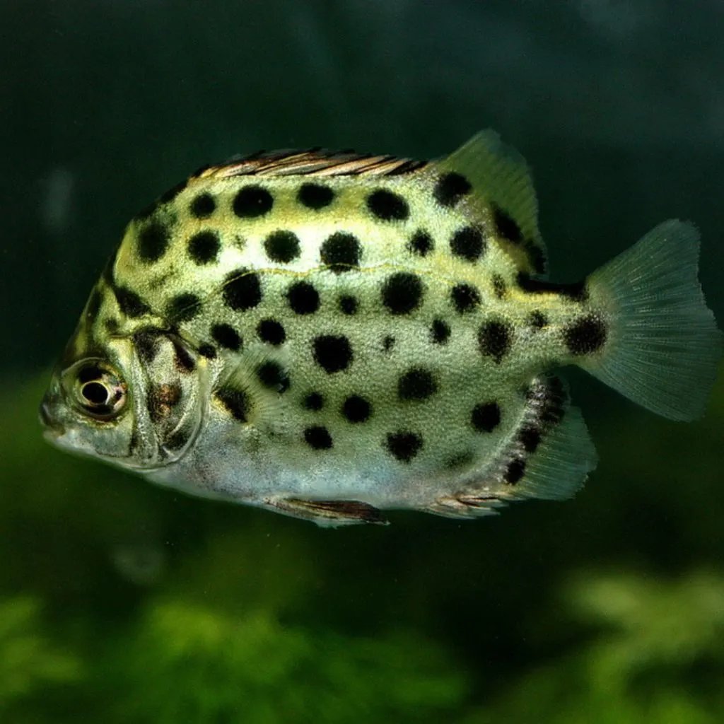 Scatophagus argus (Green Spotted Scat Fish)