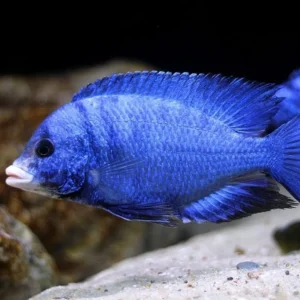 Blue Aratus (Golden)