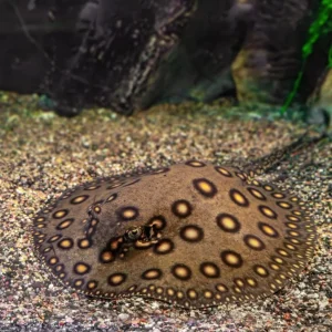 STINGRAY