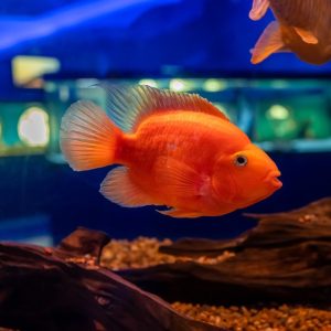 RED PARROT 8 CM A GRADE