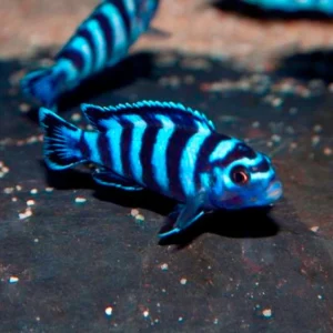 Demasoni Cichlid
