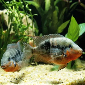 Firemouth Cichlid