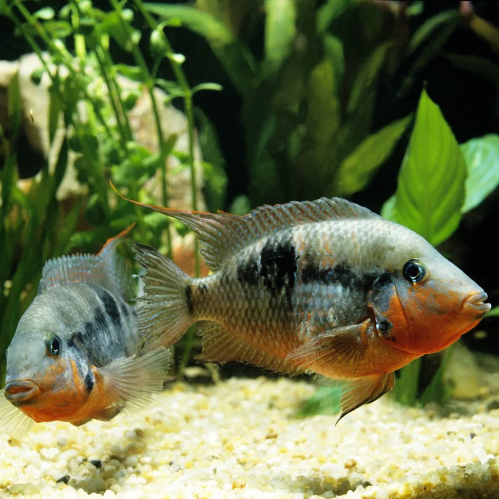 Firemouth Cichlid