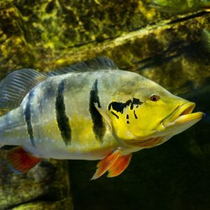 PEACOCK BASS ( GOLDEN KELBERI PEACOCK BASS 4" )