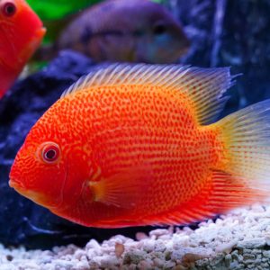 SEVERUM ( RED SPOTTED SEVERUM 2" )
