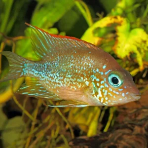 Green Jewel Cichlid