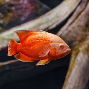 OSCAR