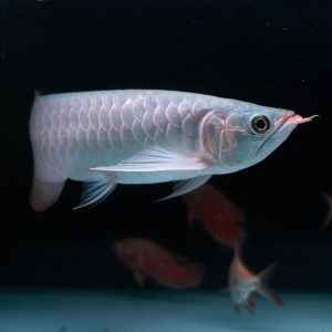 AROWANA