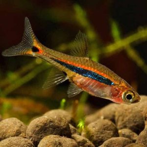 TETRA