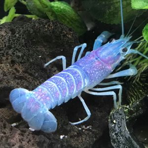 IMPORTED LOSTER 3" 110