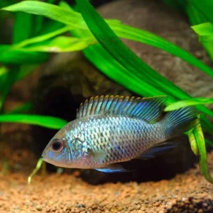 Ice Blue Cichlid