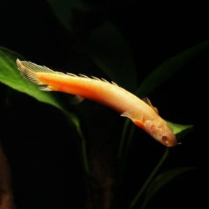 SENEGAL