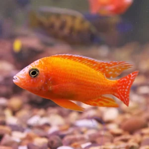 Red Orange Kodanga