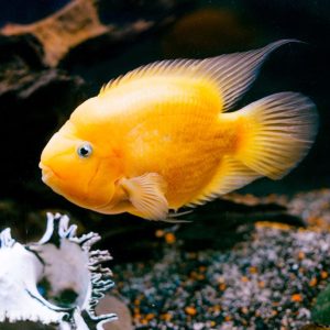 YELLOW PARROT 8 CM A GRADE