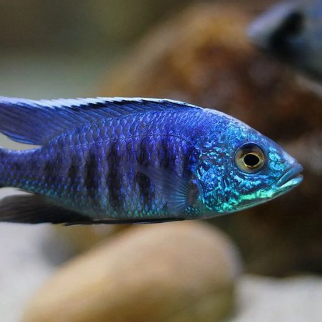 Blue Kodanga
