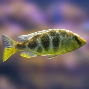Venus Cichlid