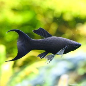 Black Tail Molly (Locktail / Moontail)