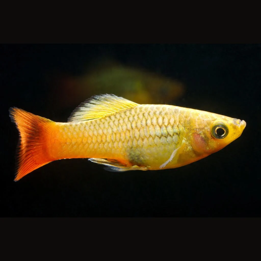 Variegated Platy