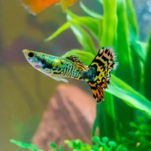 Tiger Guppy