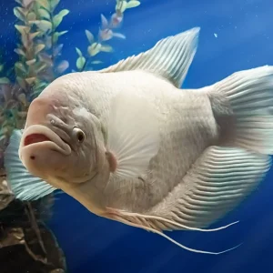 White Gourami