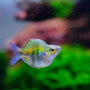 Short Body Peacock Rainbow